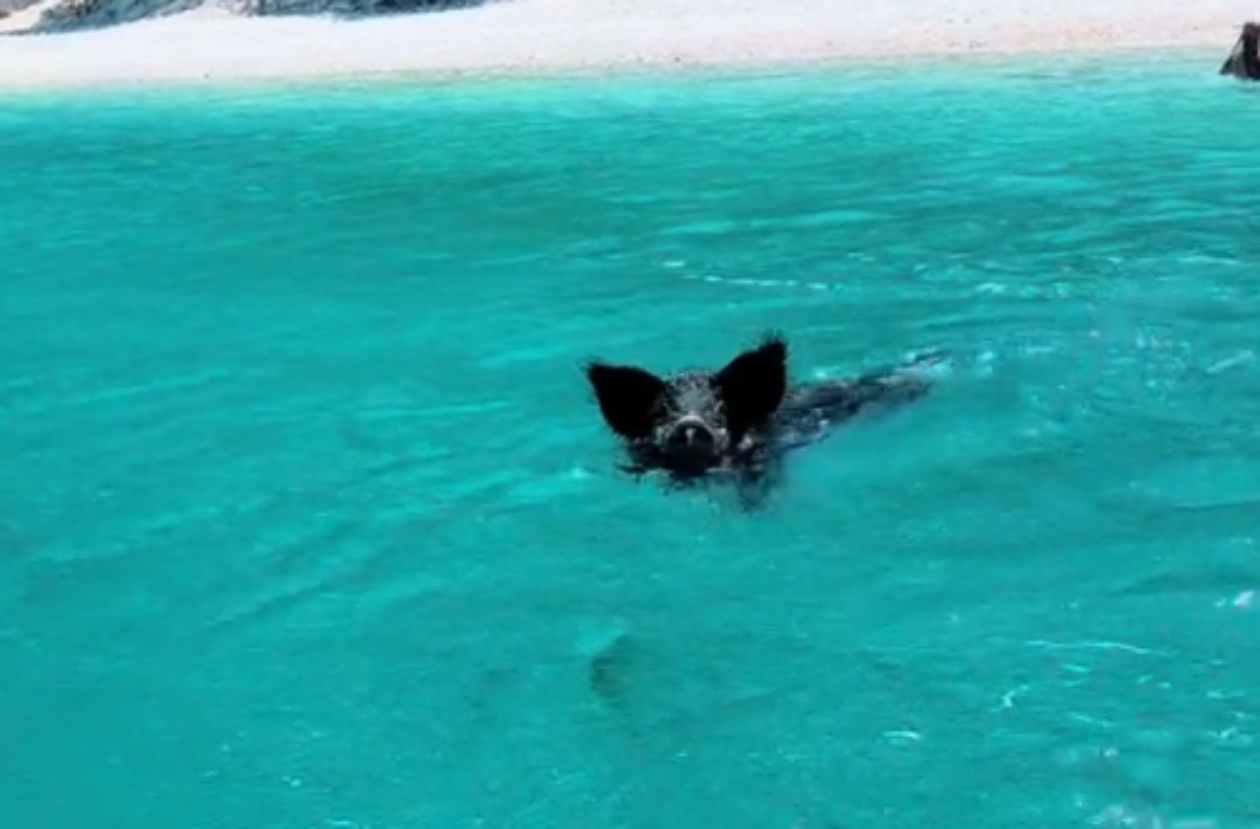 Βίντεο: Αγριογούρουνο… κυνήγησε τουρίστριες που κολυμπούσαν στο νησάκι Άτοκος