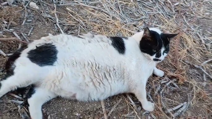 Chonkus Maximus: Η viral γάτα που απέφευγε τη δημοσιότητα βρήκε επιτέλους σπίτι