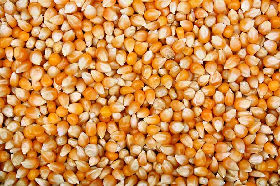 Ανακαλούνται σπόροι καλαμποκιού για ποπ κορν Τουρκίας μετά από ανίχνευση αφλατοξινών – Ο καρκινογόνος κίνδυνος