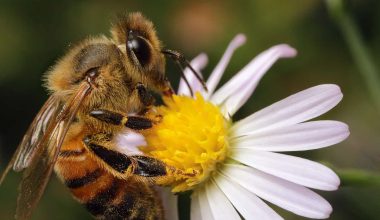Πώς το δηλητήριο της μέλισσας αποτελεί «όπλο» για επιθετικό τύπο καρκίνου: Τι ανακάλυψαν ερευνητές