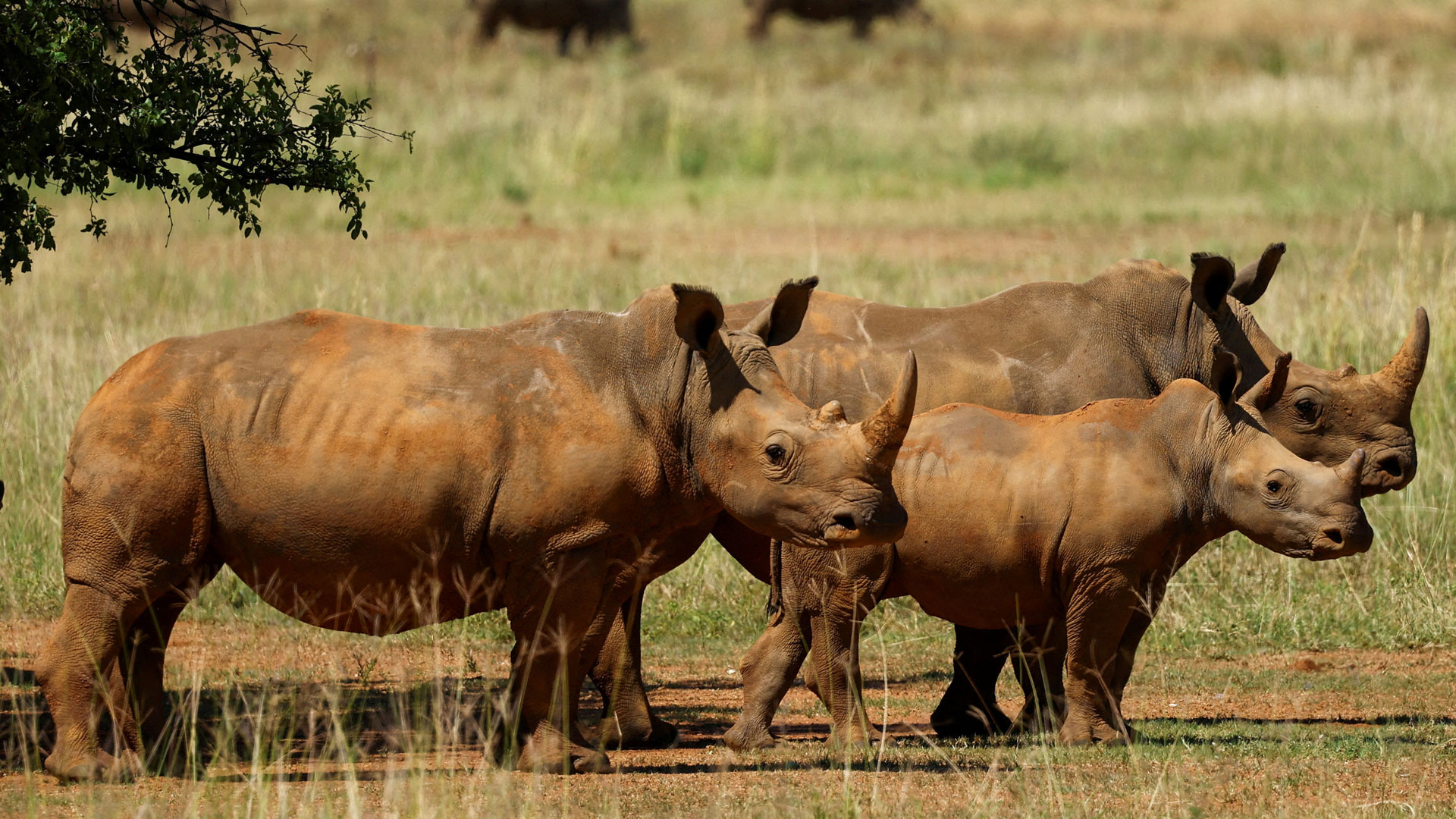 Νότια Αφρική: Eπιστήμονες μετέτρεψαν σε ραδιενεργά τα κέρατα ρινόκερων για να καταπολεμήσουν τη λαθροθηρία