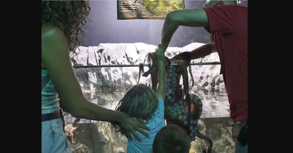 ΗΠΑ: Χταπόδι σε ενυδρείο «γράπωσε» το χέρι 6χρονου παιδιού αφήνοντάς του έντονα σημάδια (βίντεο)