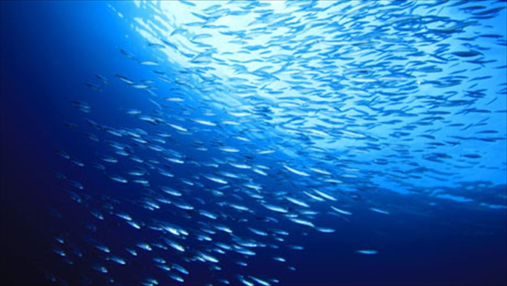 Σαρδέλα τέλος στον Πατραϊκό – Οι ψαράδες εκπέμπουν SOS