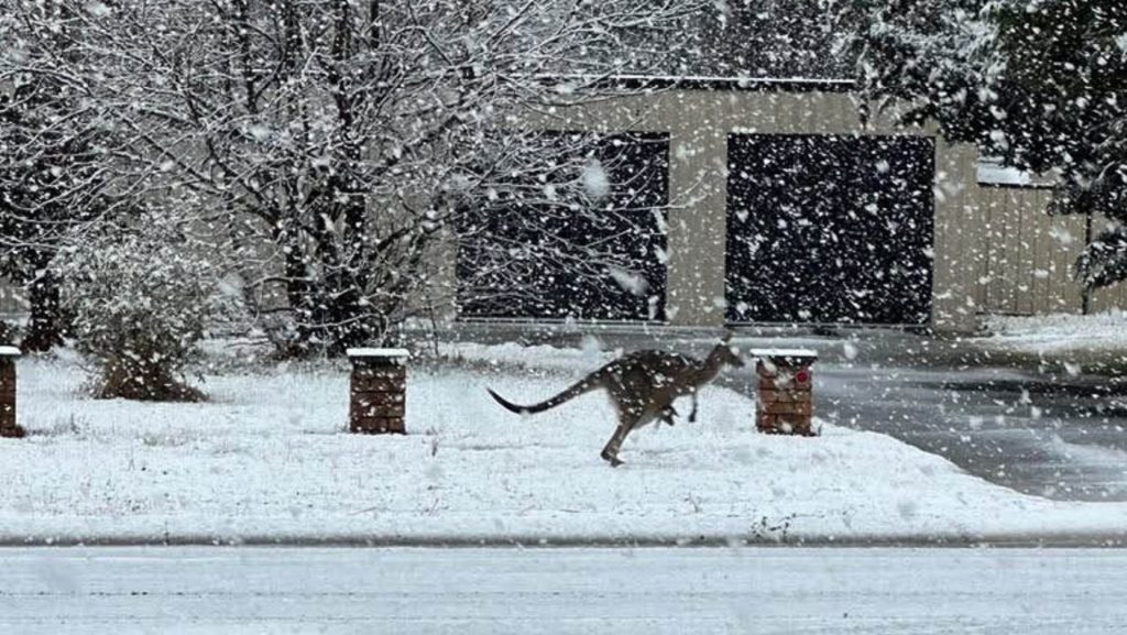Αυστραλία: Σπάνιες χιονοπτώσεις στα ανατολικά της χώρας (φωτο – βίντεο)