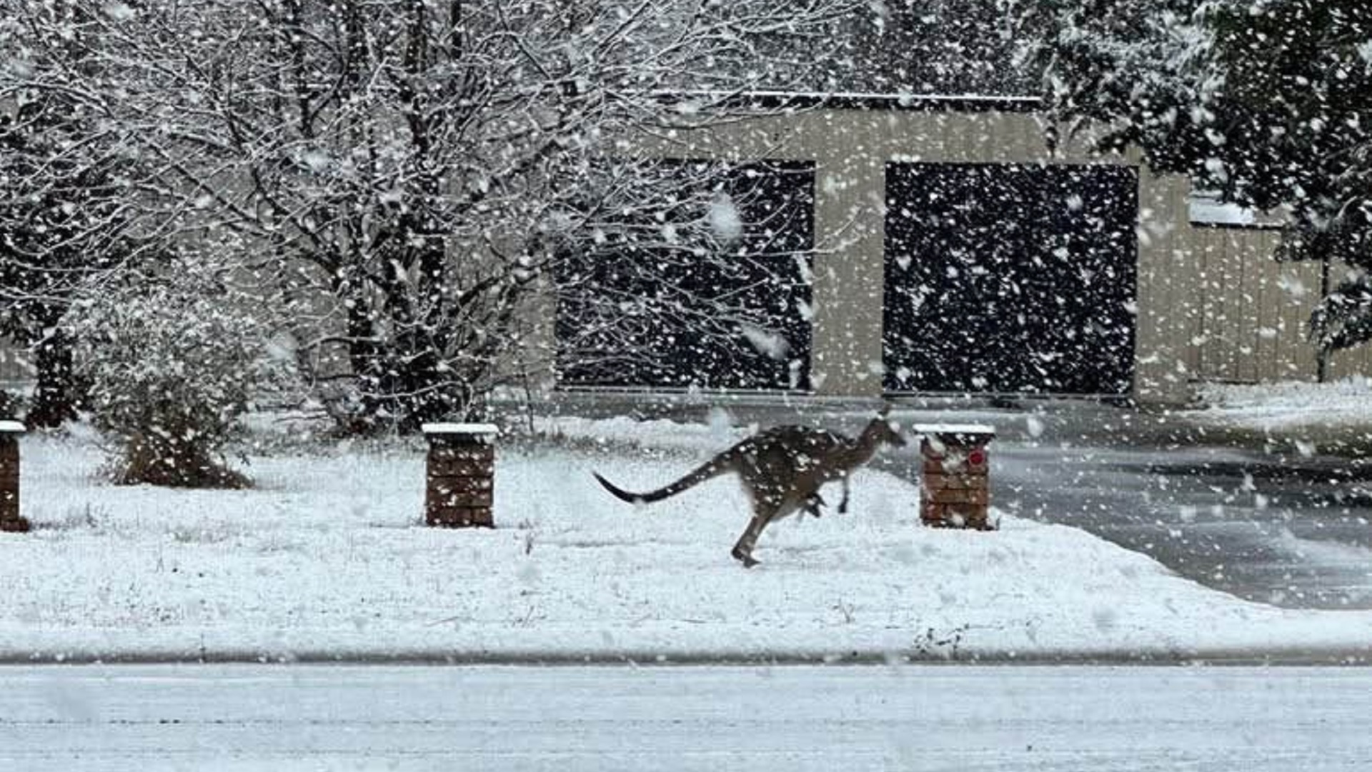 Αυστραλία: Σπάνιες χιονοπτώσεις στα ανατολικά της χώρας (φωτο – βίντεο)