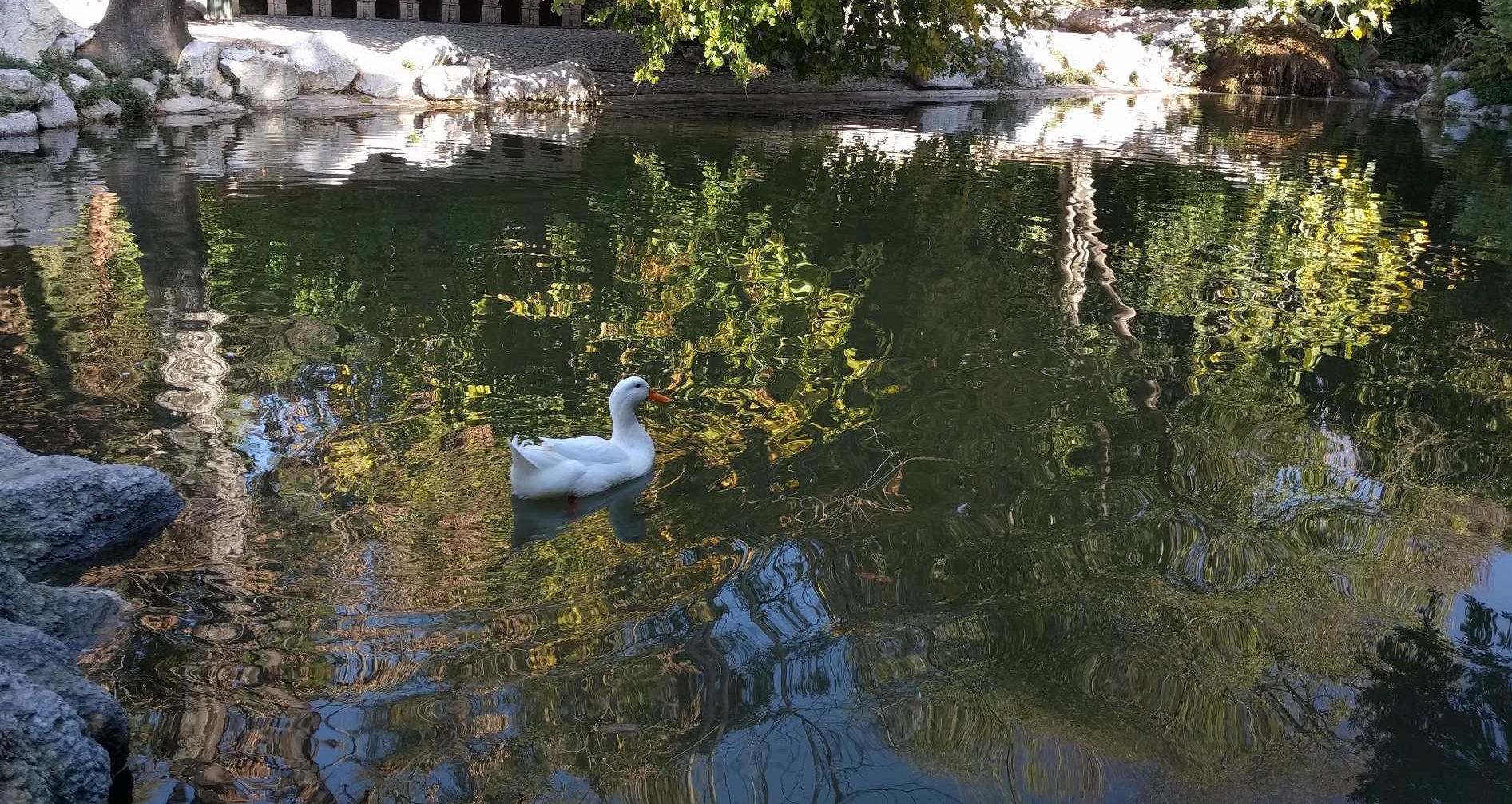 Πως τα πάνε οι πάπιες του Εθνικού Κήπου με τον νέο CEO εγγονό του Παπανδρέου; – Τρώνε ή πεινάνε;