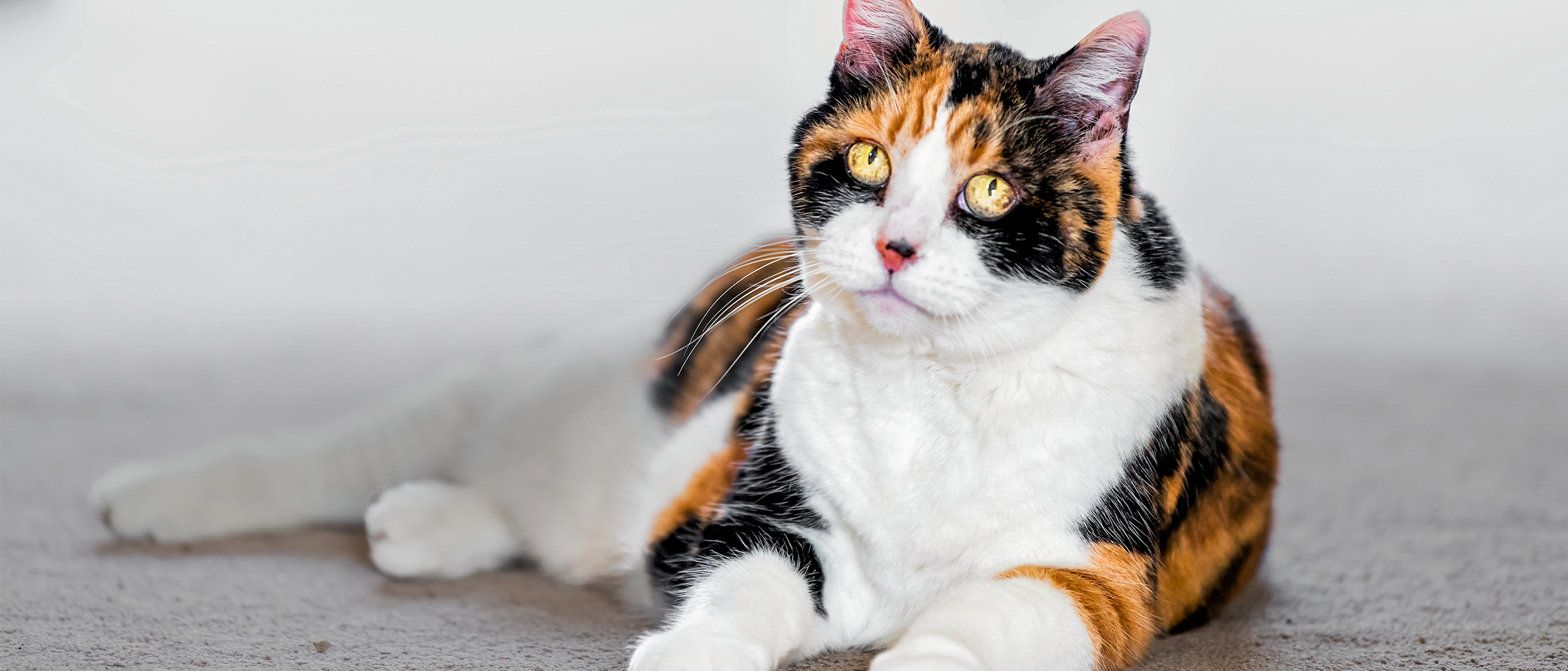 Αττική: Kαταγγελίες πως ανήλικοι σκοτώνουν γάτες με ρόπαλα και μαχαίρια στον Άγιο Δημήτριο