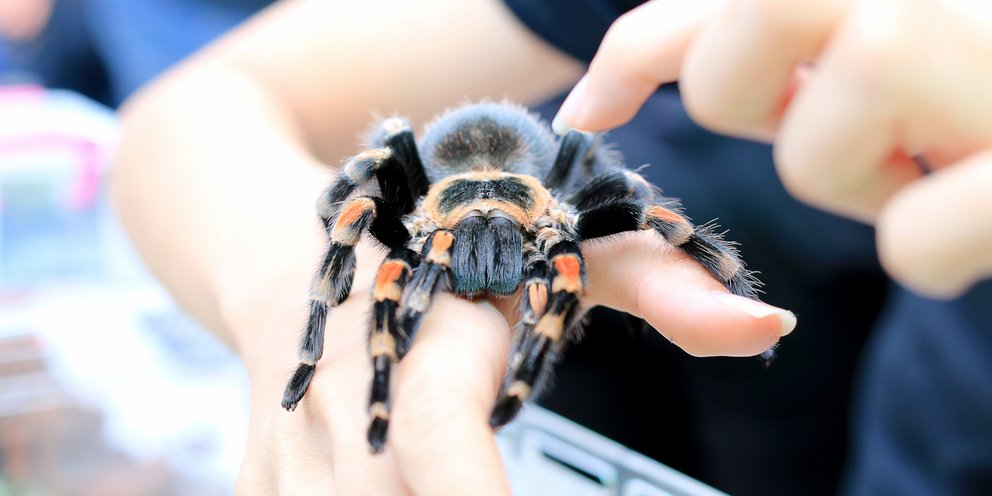 Από αραχνοφοβική έγινε συλλέκτρια: Γυναίκα ζει με 40 ταραντούλες στο σαλόνι της