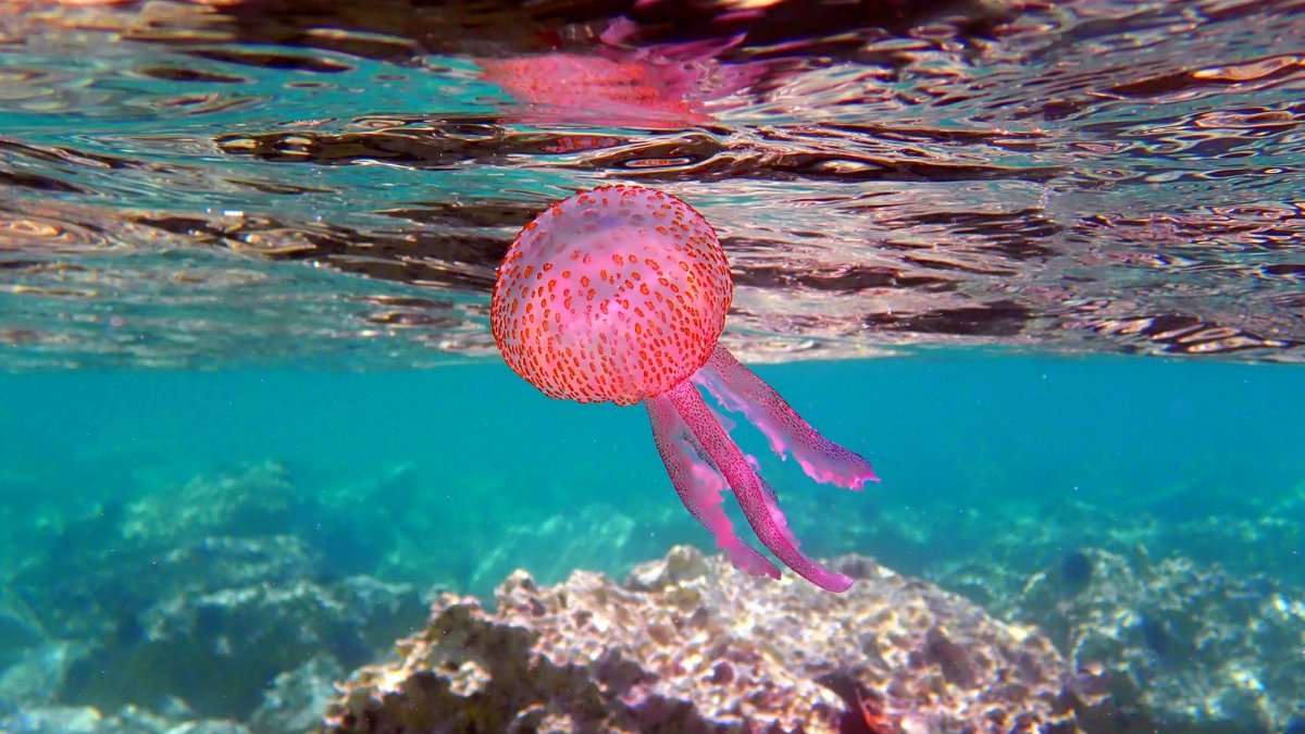 Δείτε τι πρέπει να κάνετε και τι να αποφύγετε αν σας τσιμπήσει μωβ μέδουσα (βίντεο)