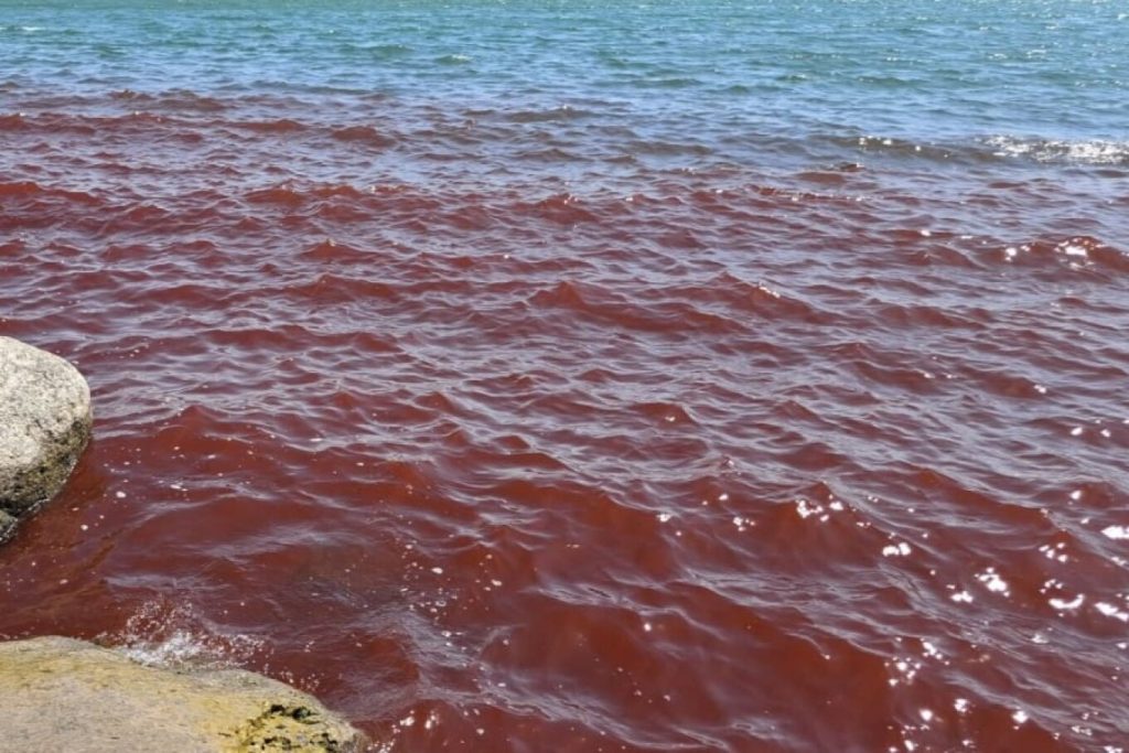Ισραήλ: Κοκκίνισαν τα νερά στη Θάλασσα της Γαλιλαίας – Σε τι οφείλεται σύμφωνα με τους επιστήμονες (βίντεο)