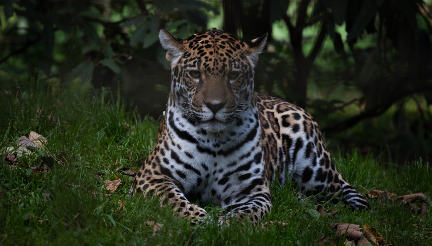 Δανία: Ζωολογικός κήπος ζητά κατοικίδια και άλογα για να ταΐσει τα αρπακτικά του