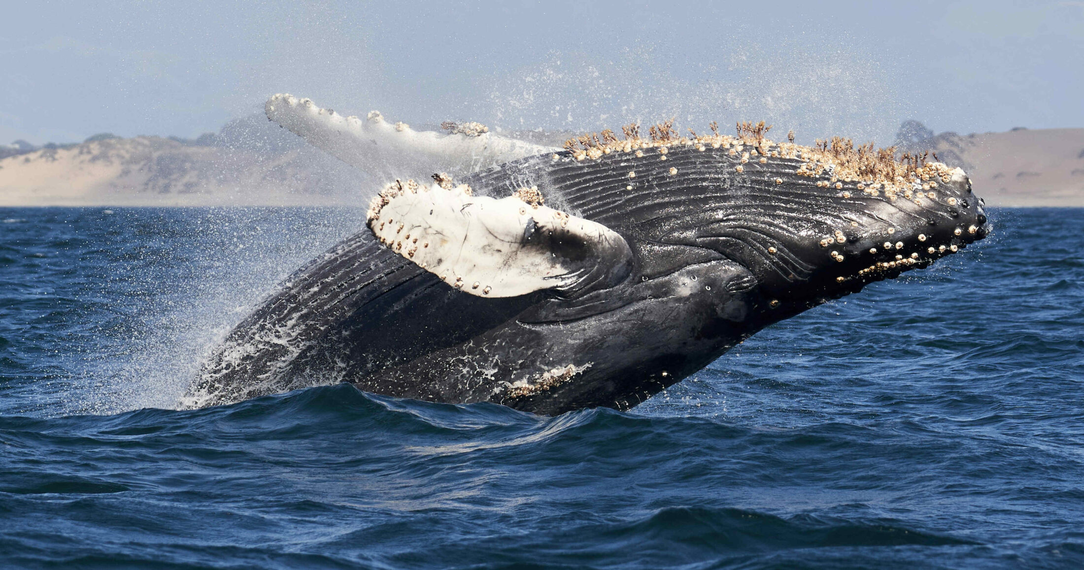 Βίντεο: Η τρομακτική στιγμή που φάλαινα στο Νιου Τζέρσεϊ ανατρέπει σκάφος και ρίχνει στη θάλασσα μία γυναίκα