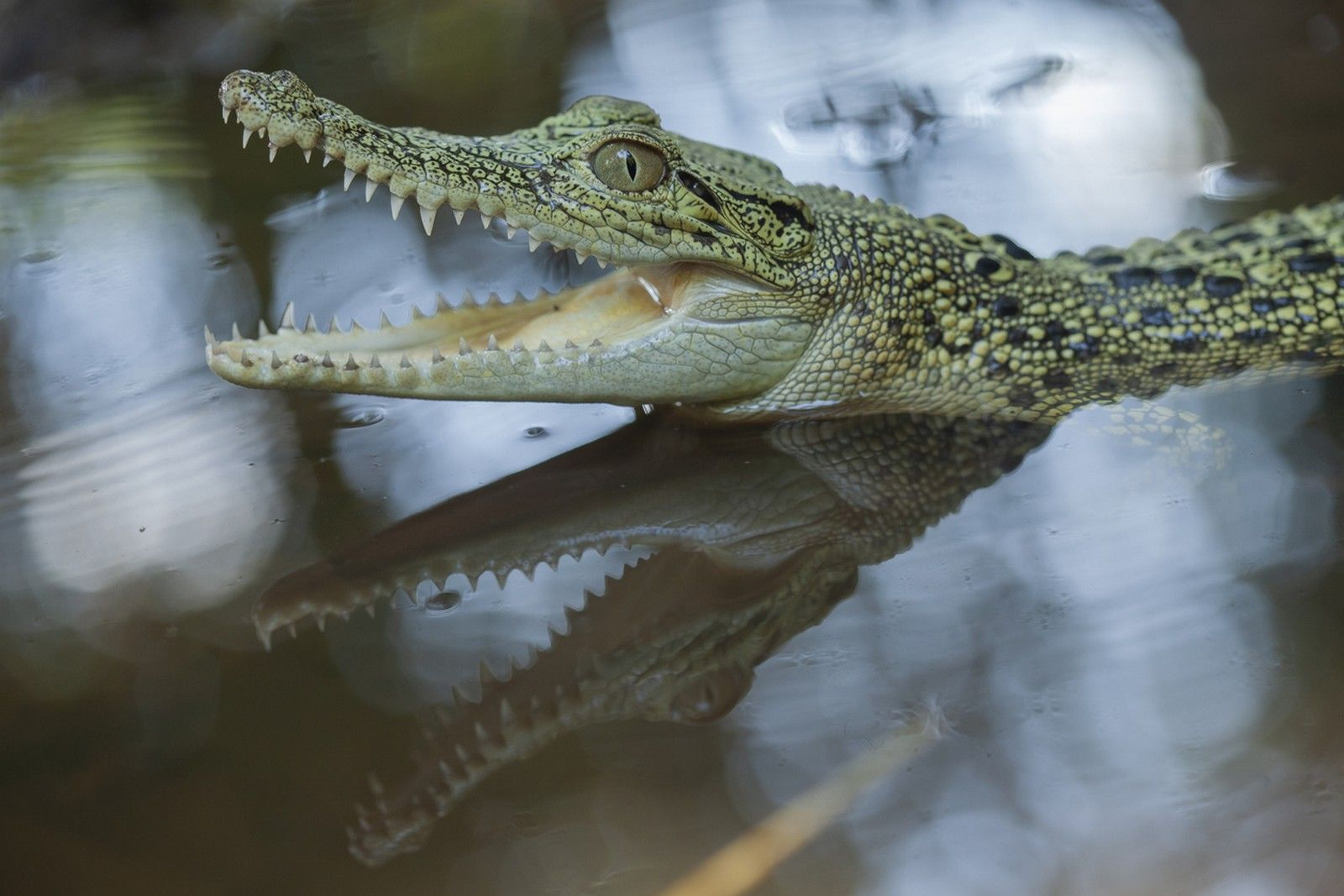 Βίντεο: Αστυνομικός στη Φλόριντα έβγαλε αλιγάτορα από πισίνα και τον έδεσε με… ζώνη ασφαλείας στο περιπολικό