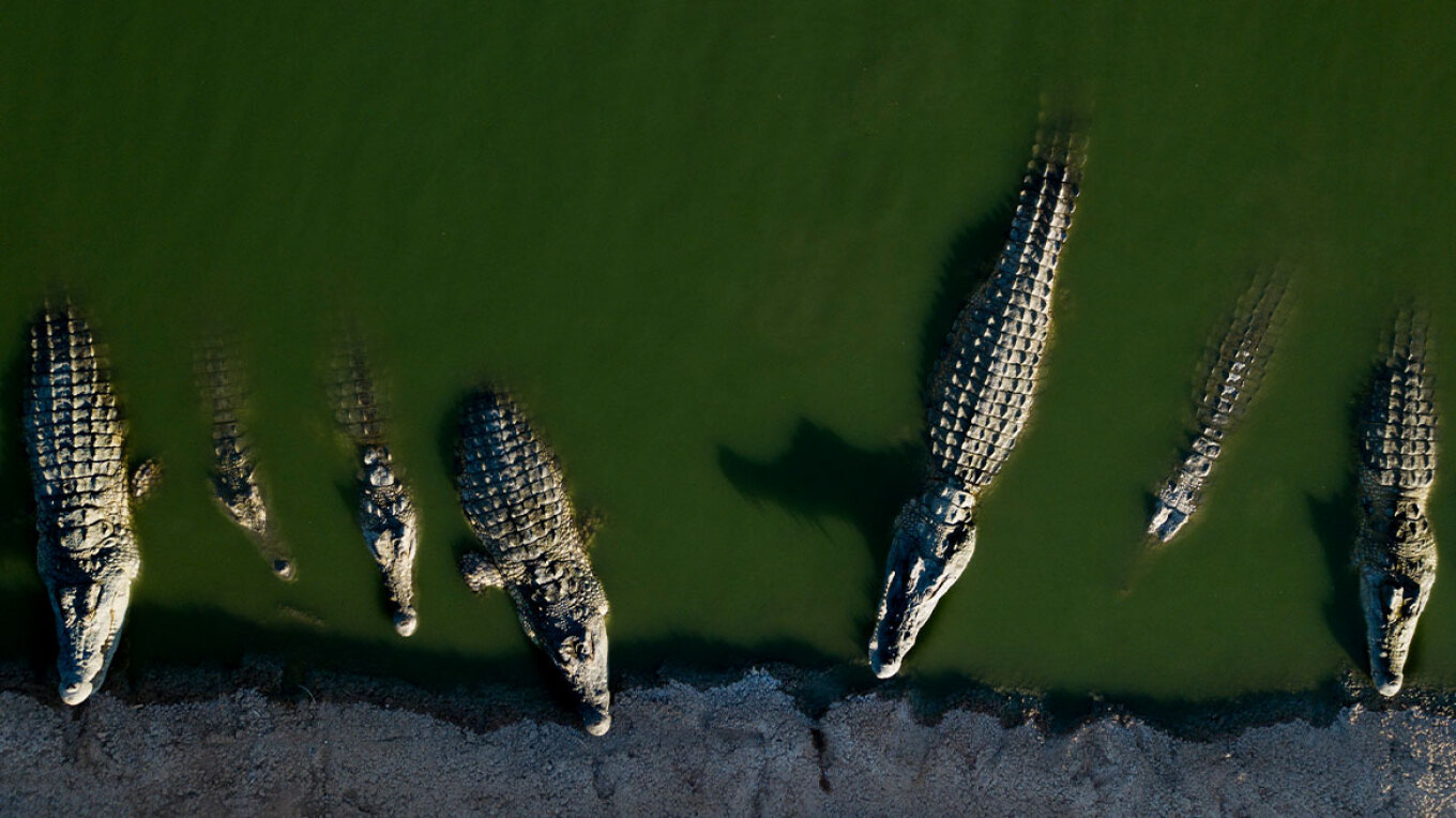 Ισραήλ: Θανατώθηκαν πάνω από 200 κροκόδειλοι που βρίσκονταν σε φάρμα της Δυτικής Όχθης