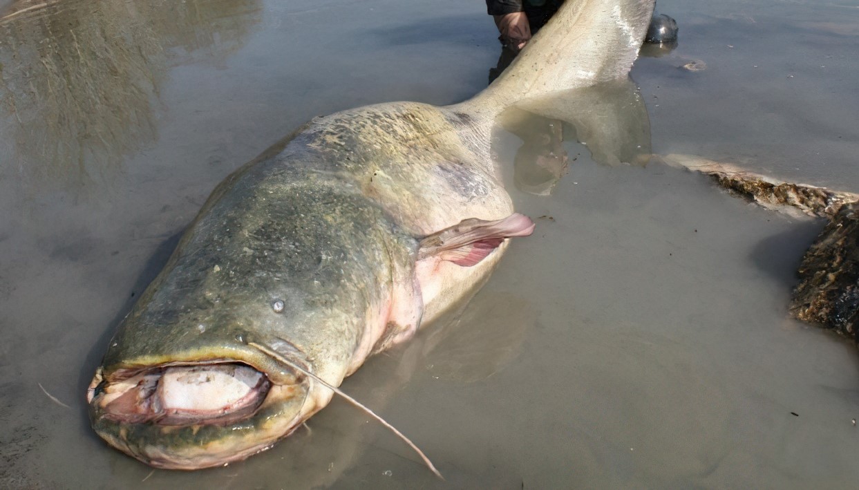 Γουλιανός-τέρας 2,7 μέτρων πιάστηκε στην λίμνη Πολυφύτου