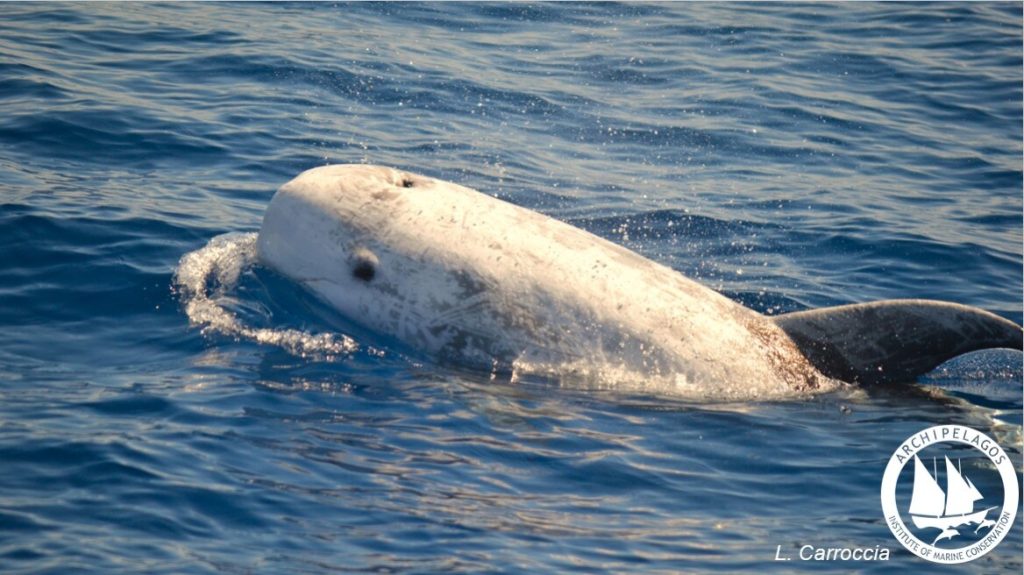 Εντοπίστηκε σπάνιο είδος δελφινιού στην τάφρο της Ικαρίας: Τι γνωρίζουμε για το σταχτοδέλφινο (φώτο)