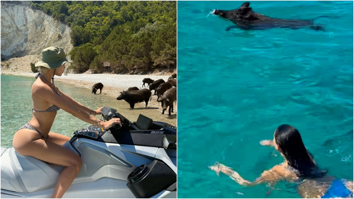 Α.Παναγιώταρου και Δ.Αλεξανδράκη βρήκαν… γουρούνια στη θάλασσα – Δείτε βίντεο 