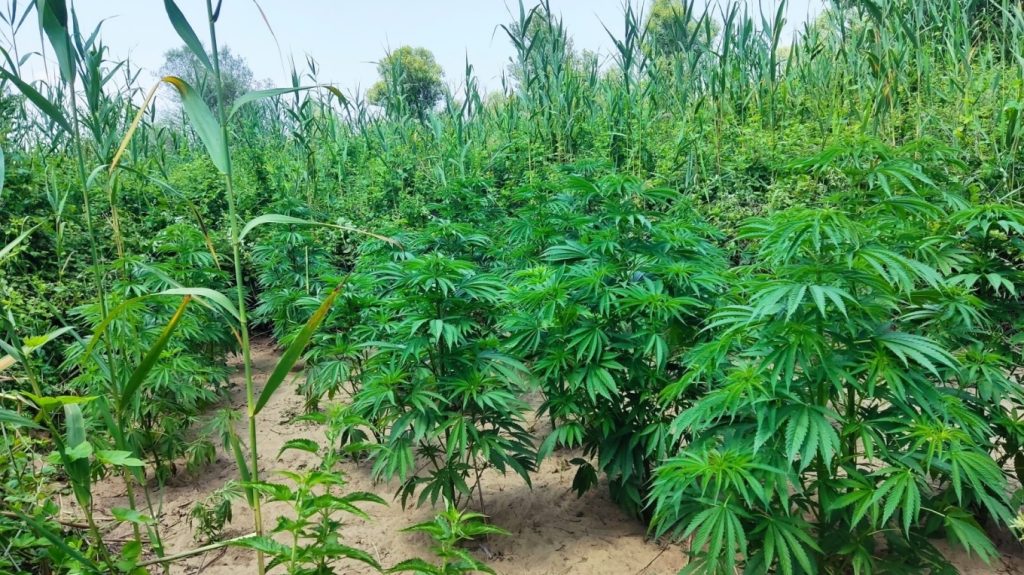 Τεράστια επιχείρηση της ΕΛΑΣ στην Αιτωλοακαρνανία: Εντοπίστηκαν πάνω από 2.600 δενδρύλλια κάνναβης