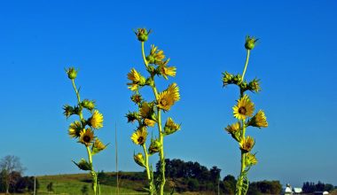 Αρχαία Ελλάδα: Το μυστηριώδες βότανο που κόστιζε το βάρος του σε ασήμι