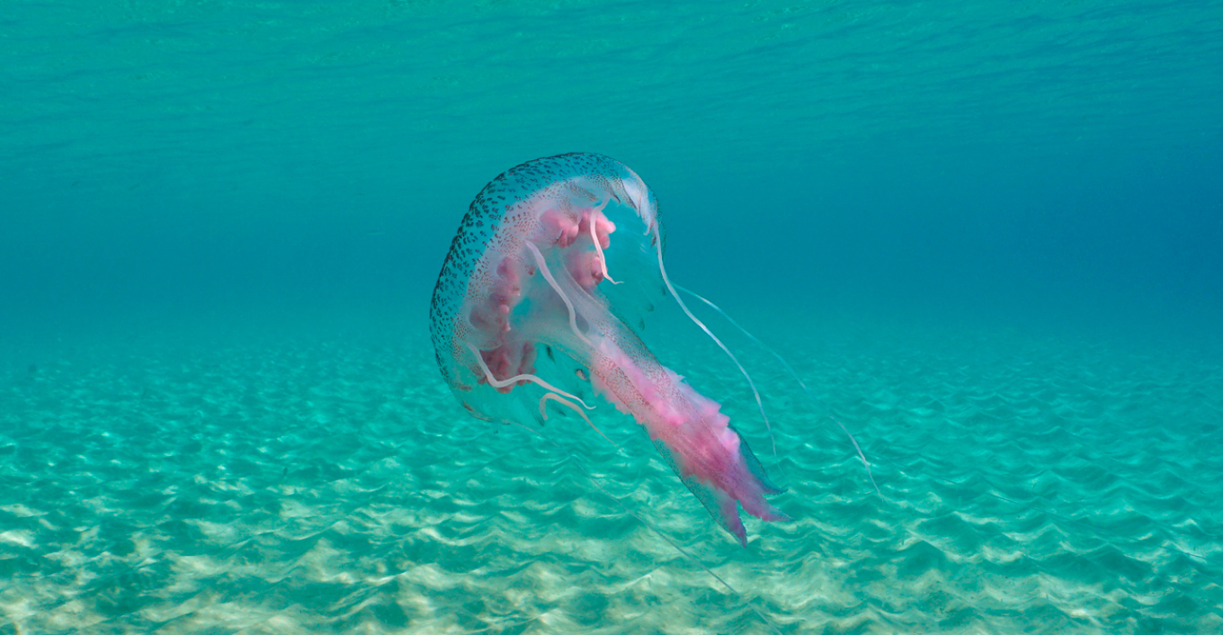 Επεκτείνονται οι μωβ μέδουσες προς Κυκλάδες και Κορινθιακό: Σε ποιες παραλίες εντοπίζεται αυξημένη παρουσία