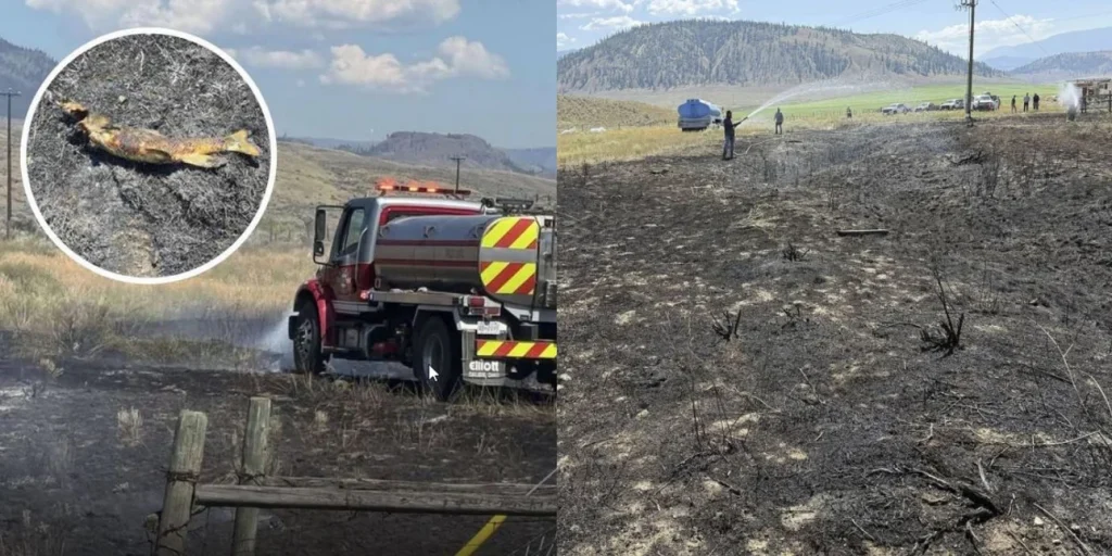 Καναδάς: Πώς ψάρι που έπεσε από τον ουρανό στο Άσκροφτ προκάλεσε… πυρκαγιά! – Δείτε εικόνες