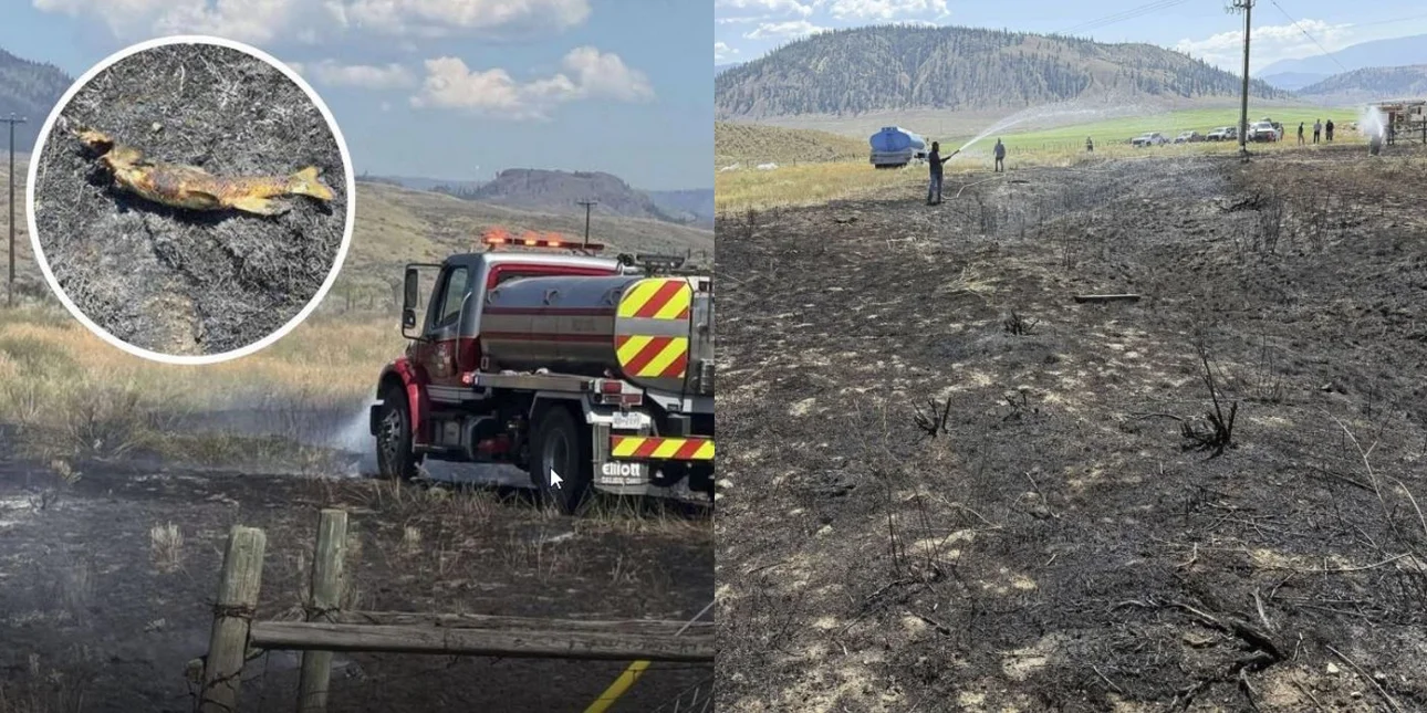 Καναδάς: Πώς ψάρι που έπεσε από τον ουρανό στο Άσκροφτ προκάλεσε… πυρκαγιά! – Δείτε εικόνες