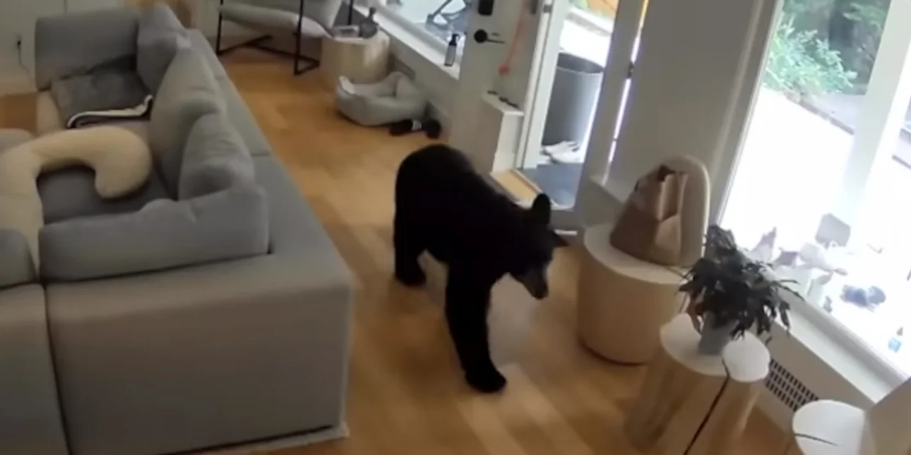 Βίντεο: Η στιγμή που μικρόσωμο σκυλάκι κυνηγά τεράστια αρκούδα που «εισέβαλε» σε σπίτι στο Βανκούβερ