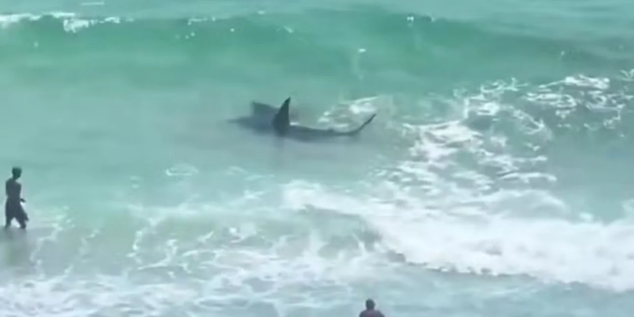 Σαλάχι Vs καρχαρίας στην Φλόριντα – Άφωνοι οι λουόμενοι (βίντεο)