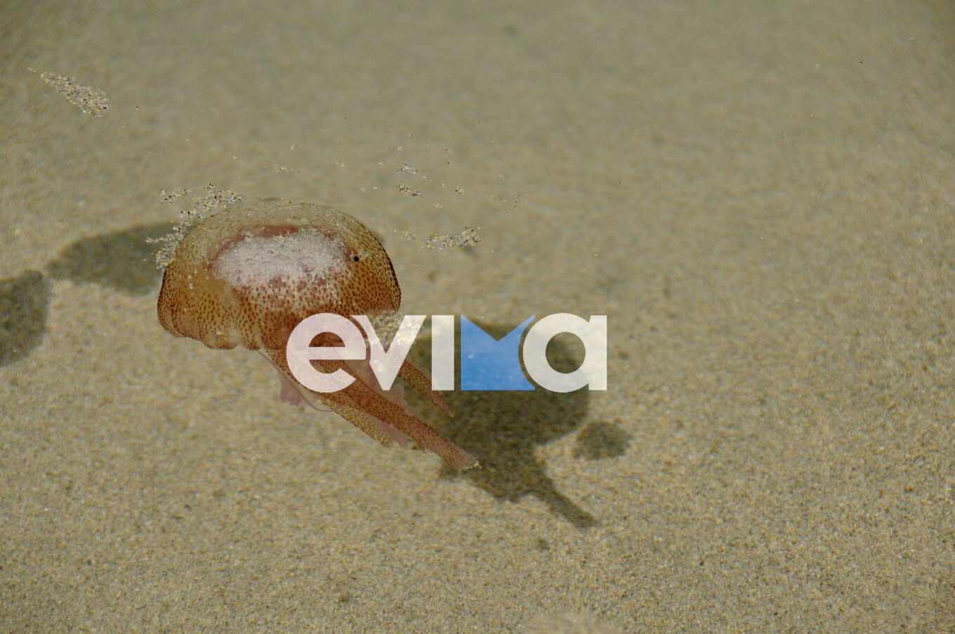 Μωβ μέδουσες εμφανίστηκαν και πάλι σε παραλίες της Χαλκίδας στην Εύβοια – Δείτε φωτογραφίες