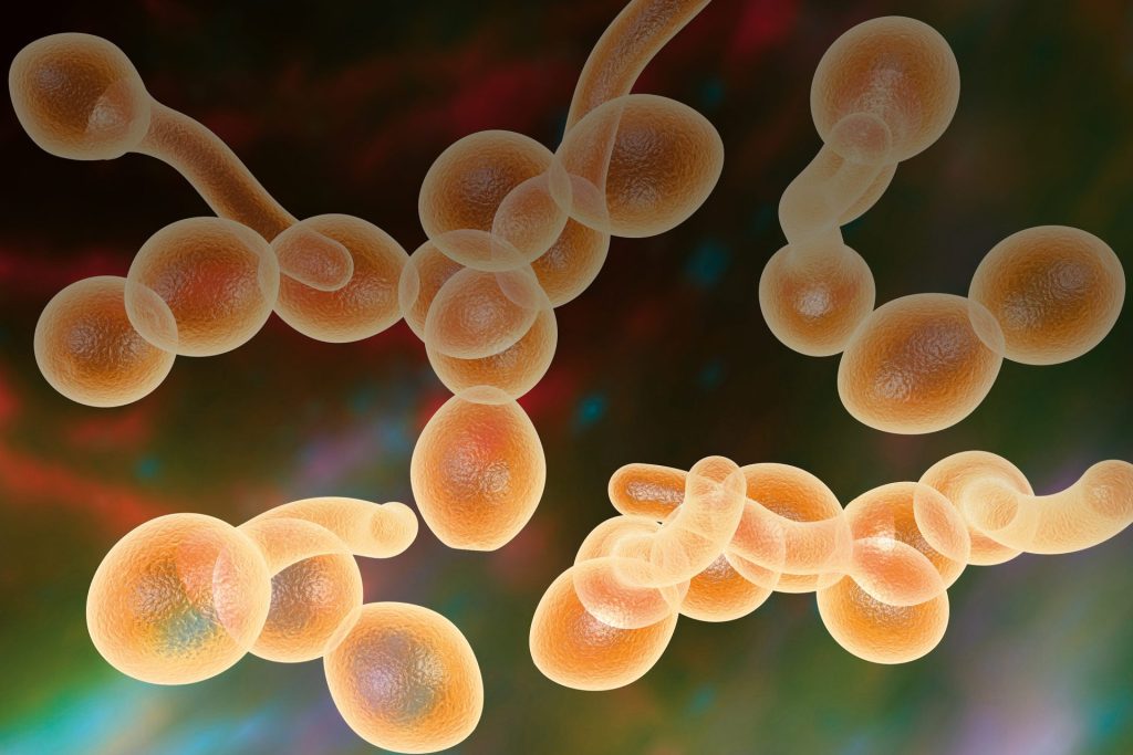 Candida auris: Ο μύκητας που απειλεί τον εγκέφαλο και αντέχει στα περισσότερα φάρμακα