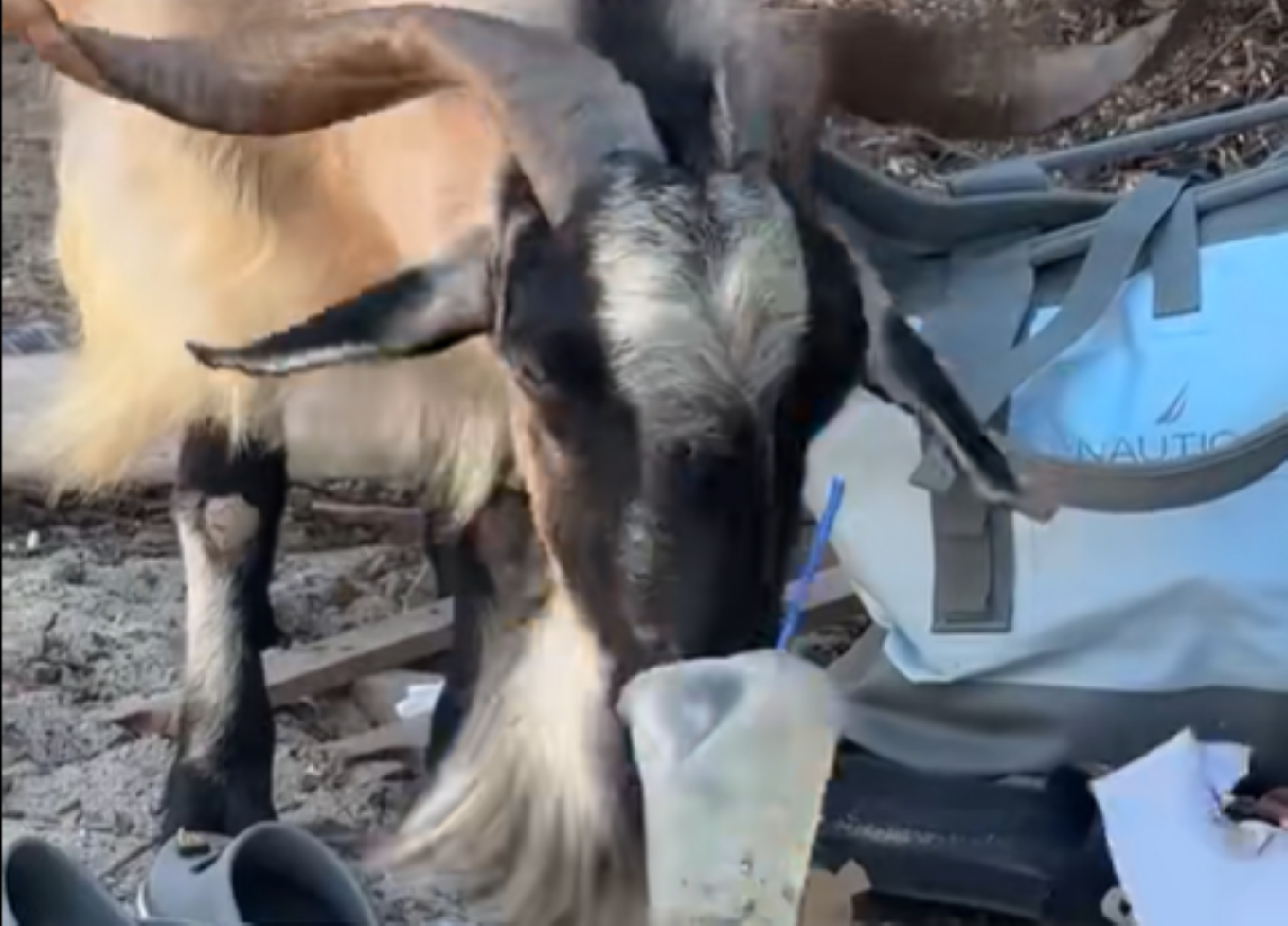 Viral το βίντεο με την κατσίκα σε παραλία της Κρήτης που πίνει μοχίτο