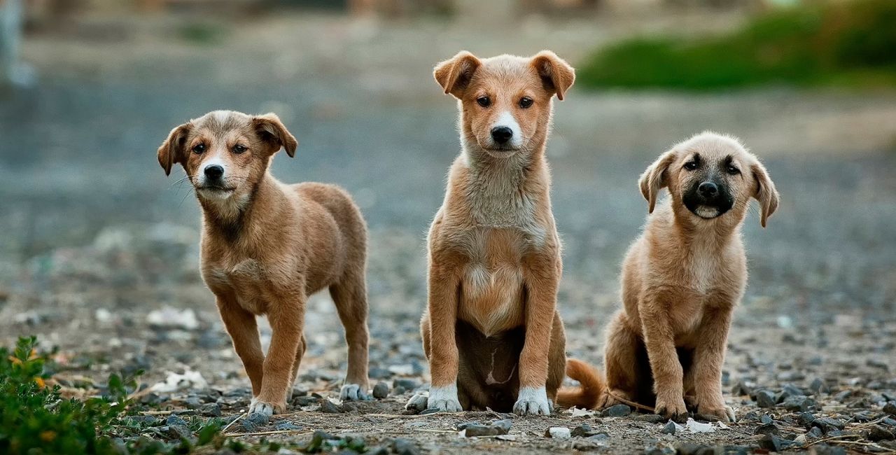 Ινδία: Το Ανώτατο Δικαστήριο έδωσε διορία 8 εβδομάδων για να μαζέψουν όλα τα αδέσποτα σκυλιά από το Δελχί