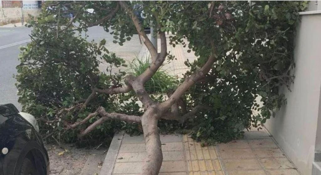 Ηράκλειο Κρήτης: Δέντρο έπεσε σε σταθμευμένα οχήματα – «Από θαύμα δεν σημειώθηκε κάποιο ατύχημα» (φωτο)