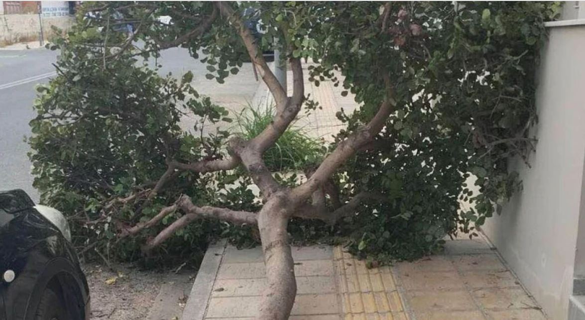 Ηράκλειο Κρήτης: Δέντρο έπεσε σε σταθμευμένα οχήματα – «Από θαύμα δεν σημειώθηκε κάποιο ατύχημα» (φωτο)