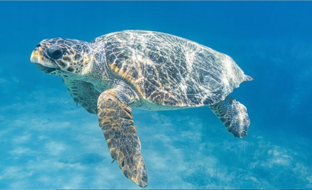 Ασυνήθιστο φαινόμενο: Φώκια επιτέθηκε και σκότωσε χελώνα Caretta caretta (βίντεο)