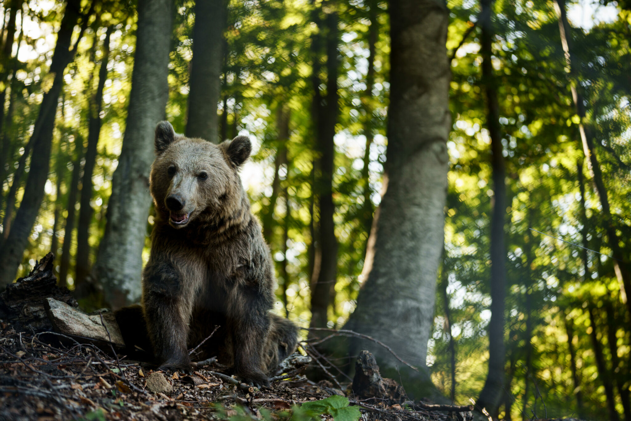 Καστοριά: Σοβαρά τραυματισμένη αρκούδα μετά από τροχαίο – Μάχη για τη ζωή της δίνουν οι φροντιστές του «Αρκτούρου»