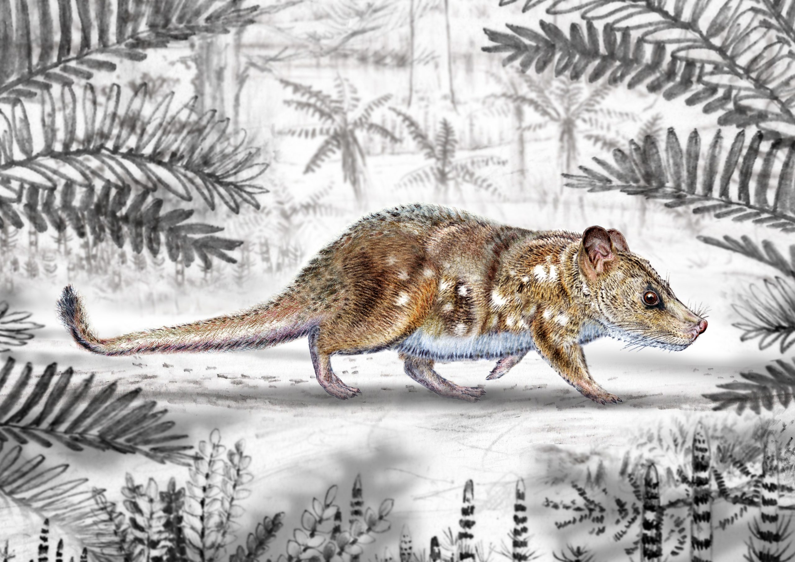 Χιλή: Ανακαλύφθηκε απολίθωμα θηλαστικού μεγέθους ποντικιού – Χρονολογείται από την εποχή των δεινοσαύρων