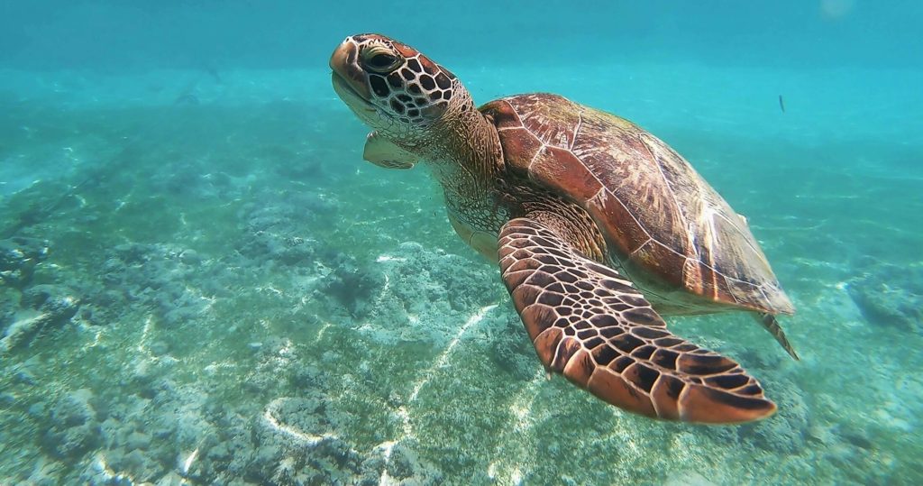 Χανιά: Θαλάσσια χελώνα δάγκωσε γυναίκα όταν κολυμπούσε – Δείτε τα σημάδια που της άφησε
