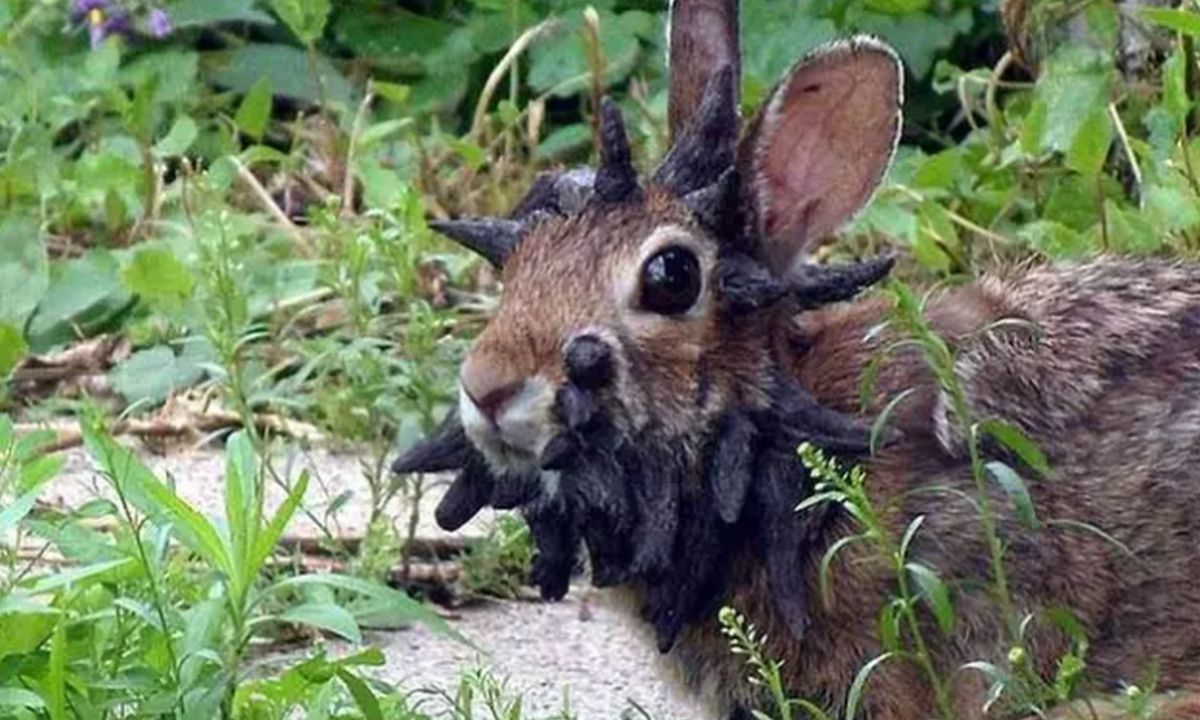 Ανησυχία στις ΗΠΑ προκαλεί ιός που προσβάλλει τα κουνέλια: Φυτρώνουν «πλοκάμια» ή «κέρατα» στο κεφάλι τους (φωτο)