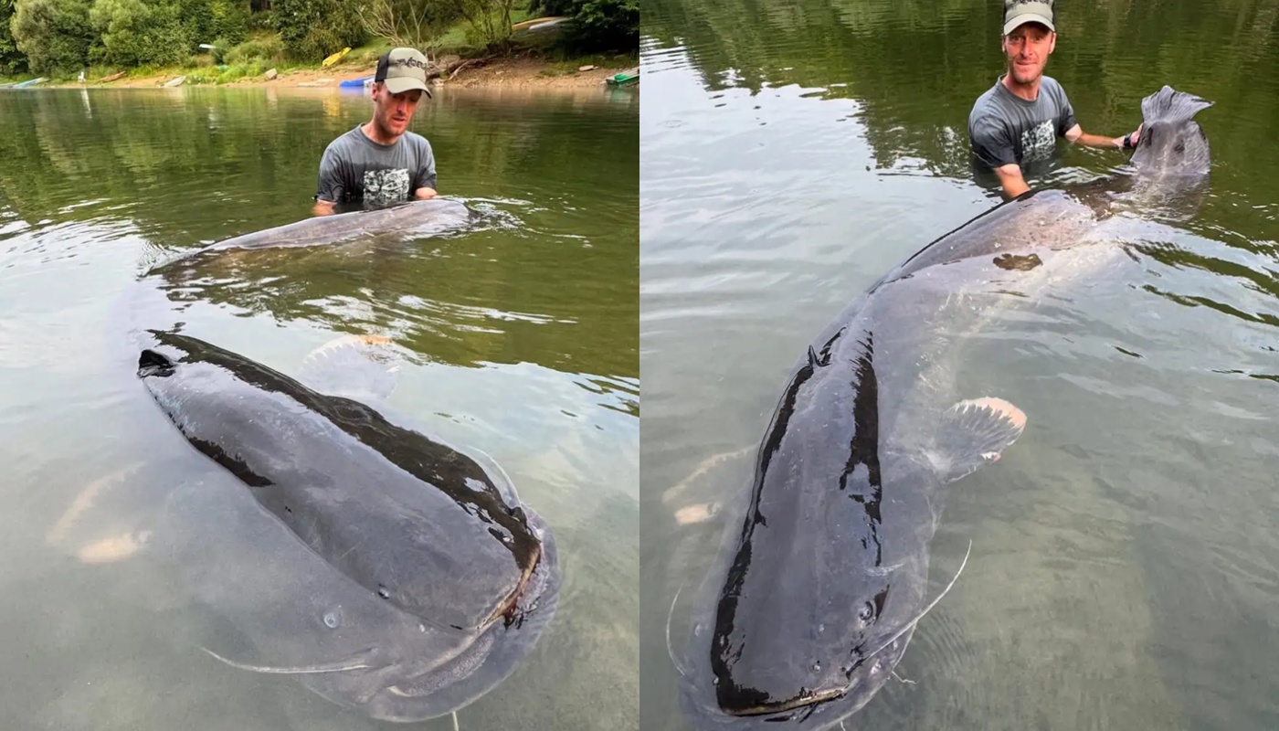 Τσεχία: Ψαράς έπιασε τεράστιο γατόψαρο μήκους 2,68 μέτρων μετά από μάχη 50 λεπτών! (φώτο)