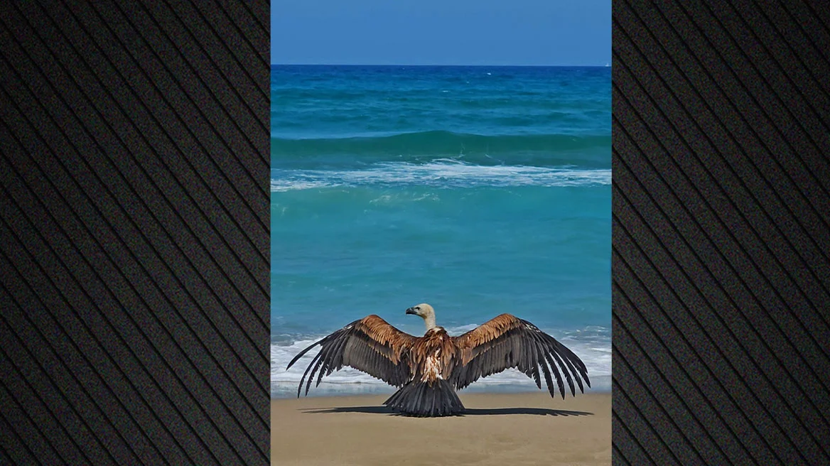 Φωτογραφία: Σπάνιο είδος γύπα εμφανίστηκε εξαντλημένο σε παραλία των Χανίων