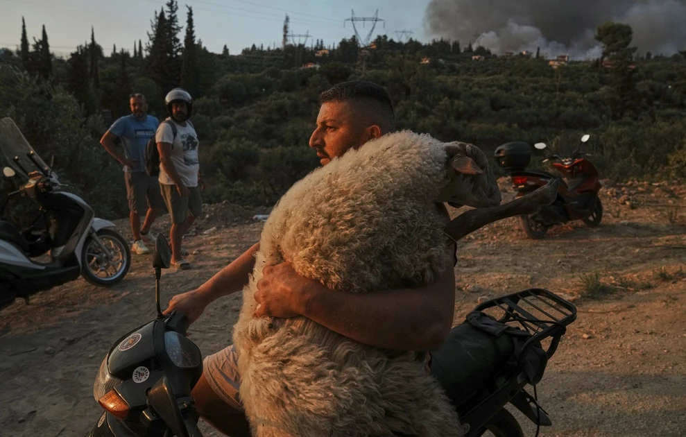 Φωτιά στην Πάτρα: Η στιγμή που νεαρός παίρνει αγκαλιά ένα πρόβατο σε ένα παπάκι και το σώζει (φωτό)