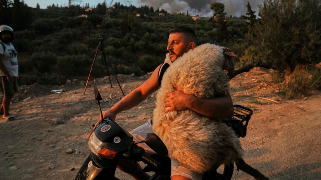 «Είμαι τρελάκιας με τα ζώα» δήλωσε ο 33χρονος που έσωσε με το μηχανάκι του ένα πρόβατο και έγινε viral