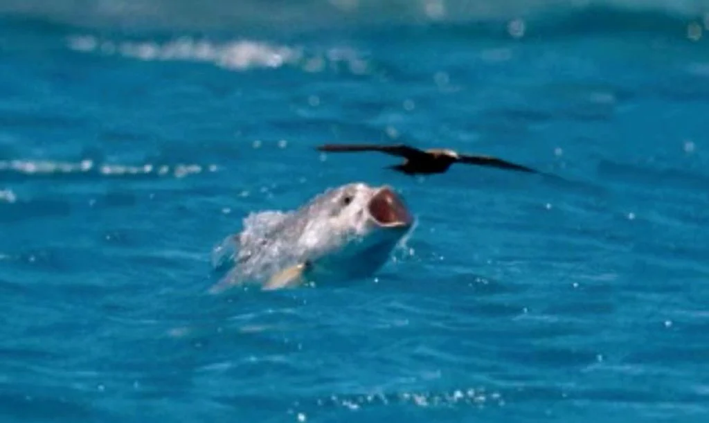 Ανατροπή στη φύση: Τα πτηνά αλλάζουν φύλο πιο συχνά από ό,τι φανταζόμασταν