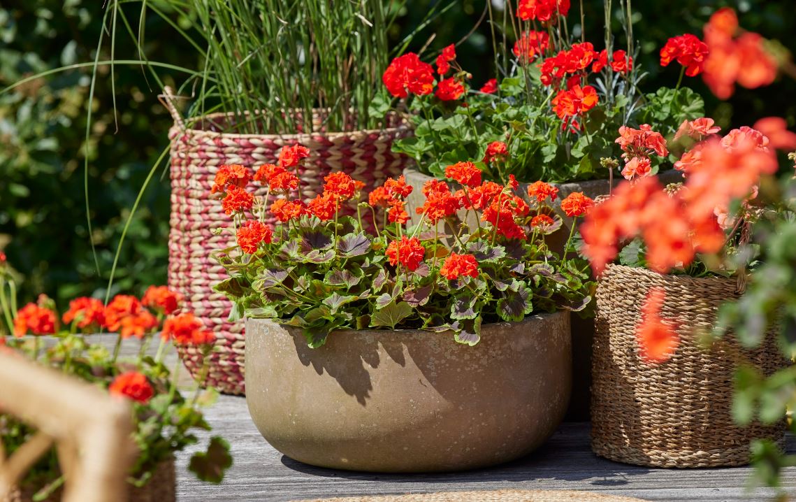 H βρώμη μπορεί να μετατρέψει τα γεράνια σου σε ανθισμένα φυτά που πολλαπλασιάζονται γρήγορα