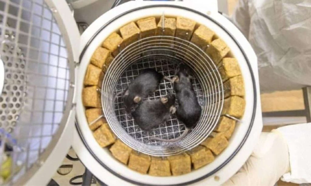 Η Ρωσία στέλνει ζώα στο διάστημα – Τι είναι η «Κιβωτός του Νώε»