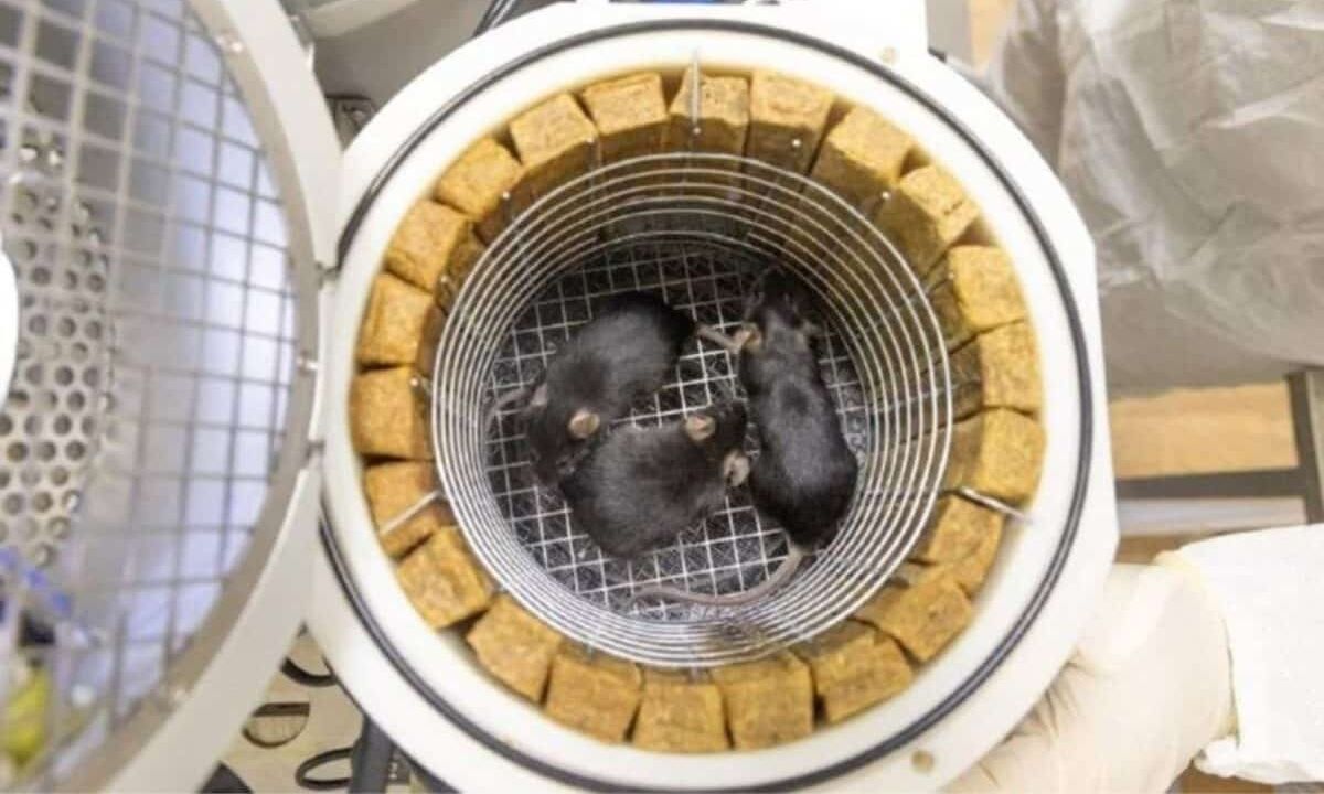 Η Ρωσία στέλνει ζώα στο διάστημα – Τι είναι η «Κιβωτός του Νώε»