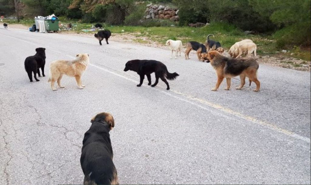 Μαγνησία: Γυναίκα καταγγέλλει την αδιαφορία συμπολιτών της τη στιγμή που της επιτέθηκαν σκυλιά