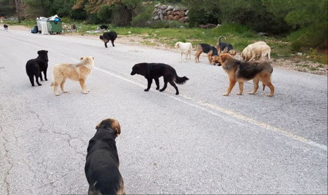 Μαγνησία: Γυναίκα καταγγέλλει την αδιαφορία συμπολιτών της τη στιγμή που της επιτέθηκαν σκυλιά