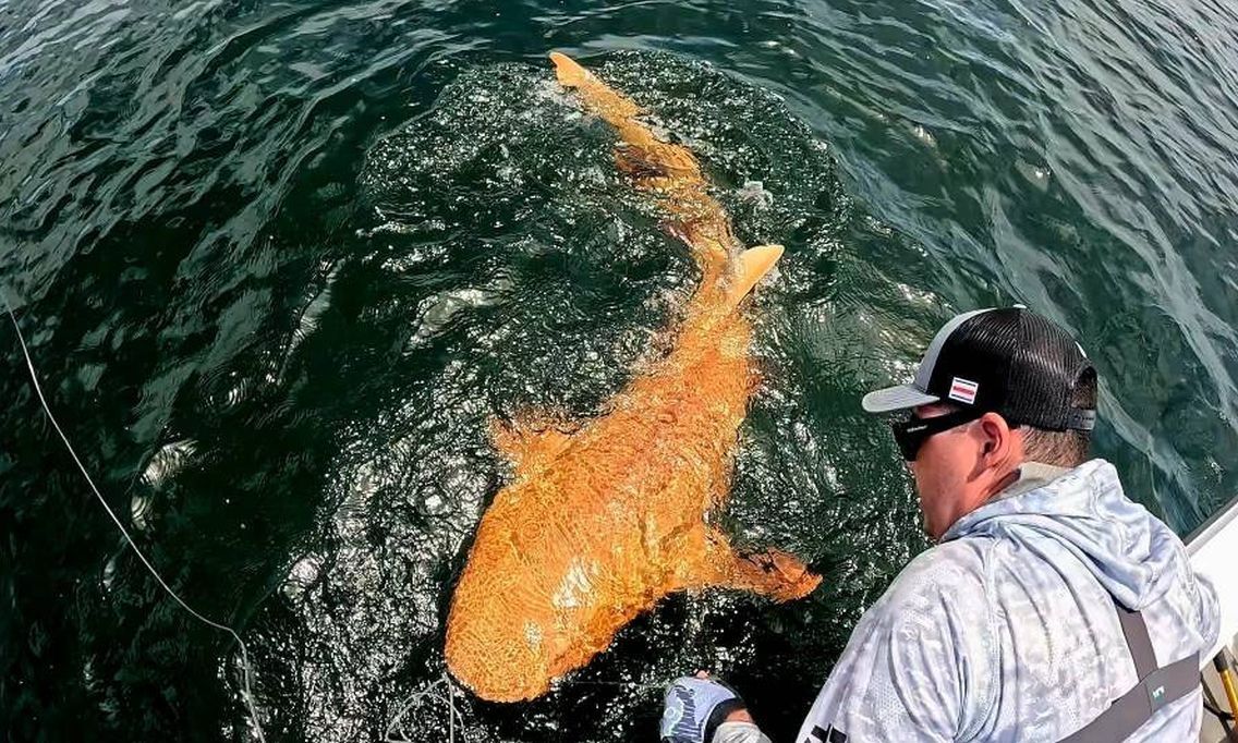 «Εξαιρετικά σπάνιος» πορτοκαλί καρχαρίας εντοπίστηκε στα ανοιχτά της Κόστα Ρίκα – Πού οφείλεται το χρώμα του (φωτο)